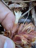 Image of hillside broomrape