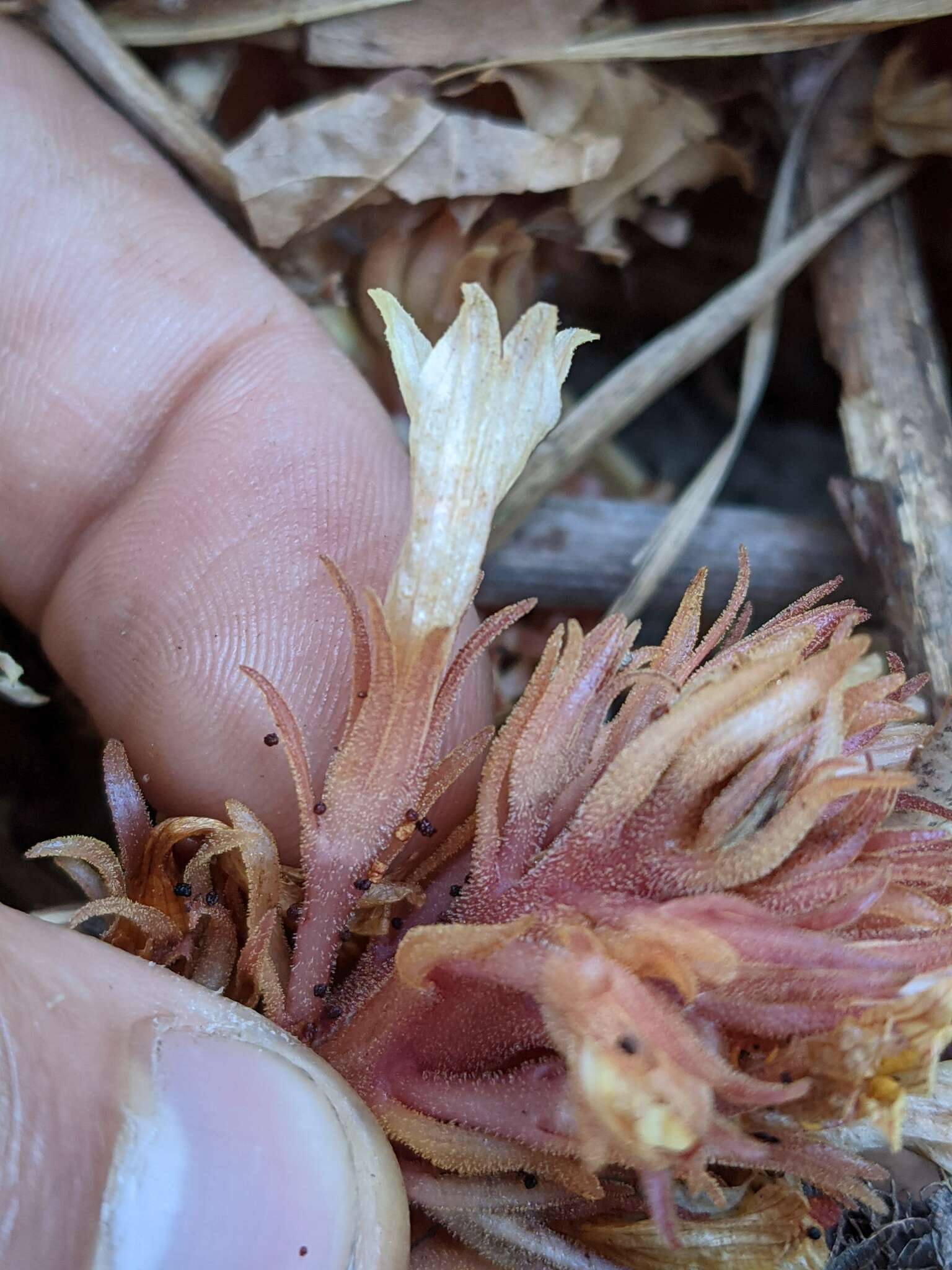 Image of hillside broomrape