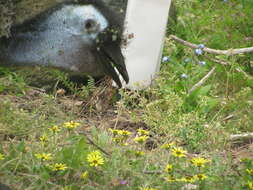 Image of cassowaries and relatives