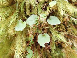 Image of Viola filicaulis Hook. fil.