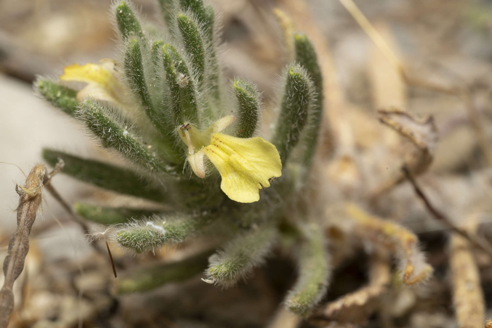 Слика од Ajuga iva (L.) Schreb.