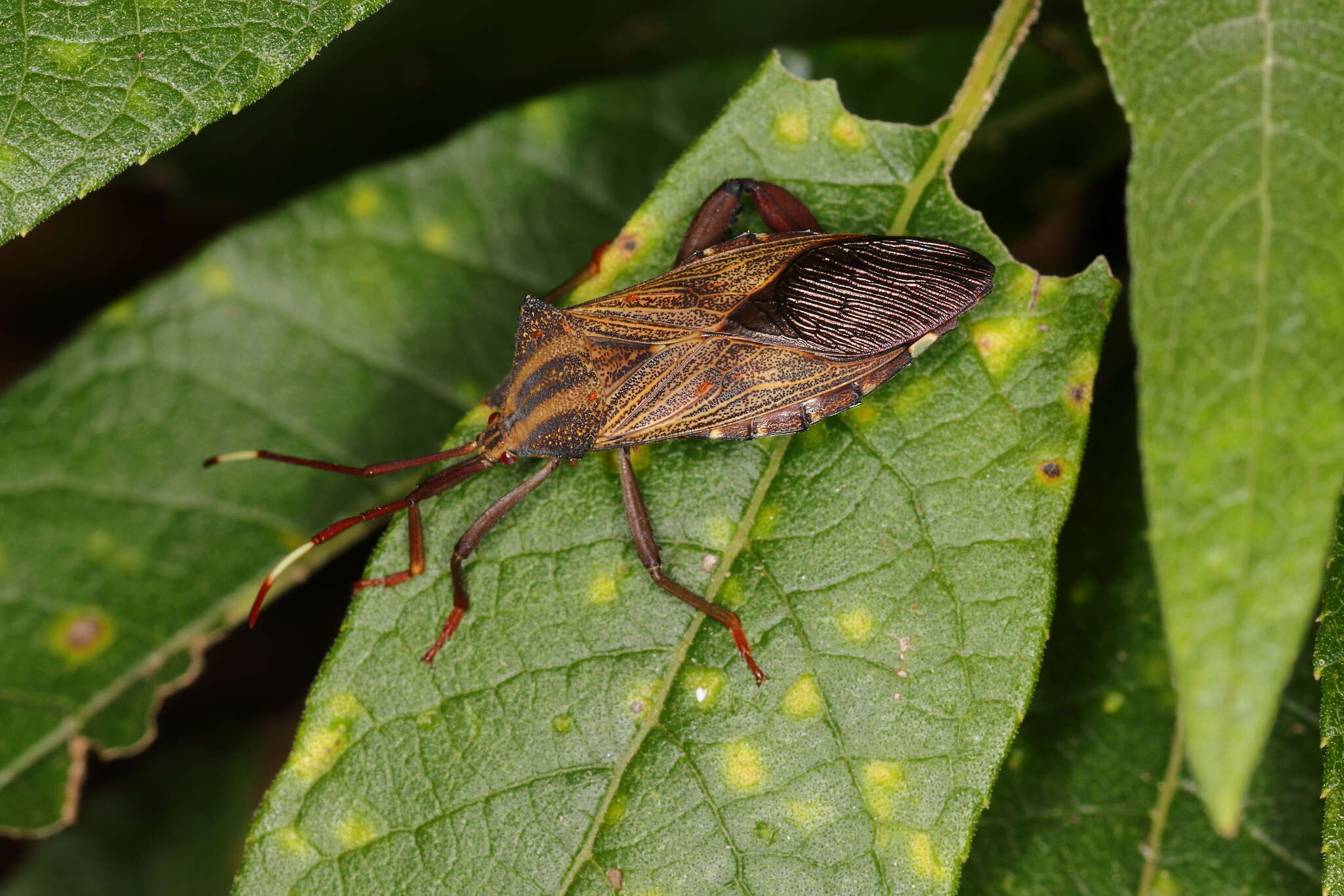 Image of Melucha phyllocnemis (Burmeister 1835)