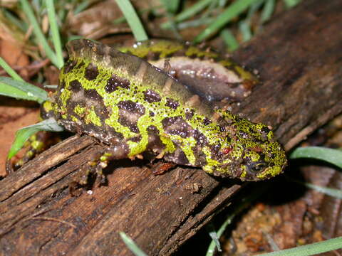 Triturus marmoratus (Latreille 1800) resmi