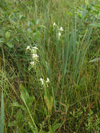 Habenaria linearifolia Maxim. resmi