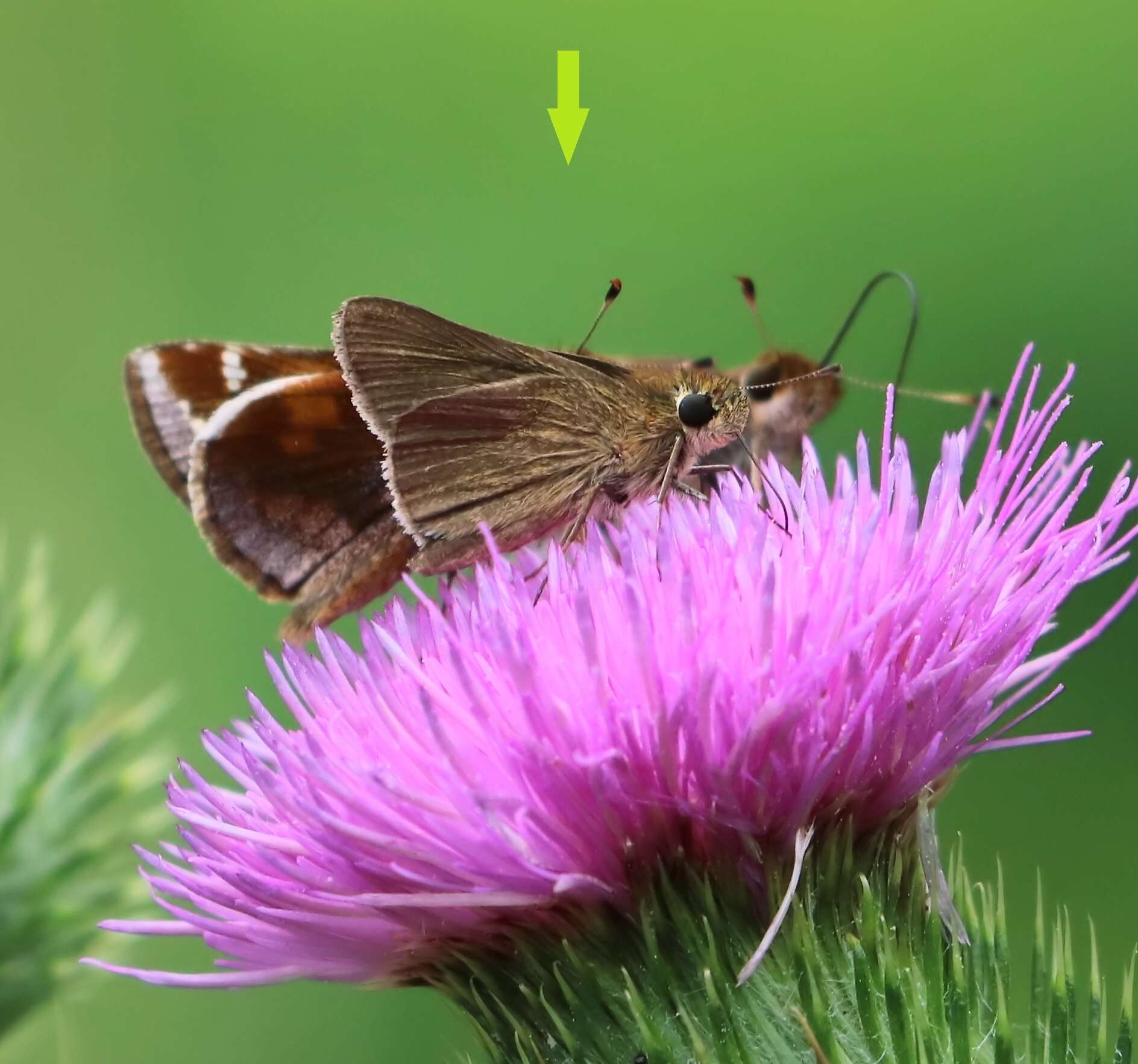 Image of Swarthy Skipper