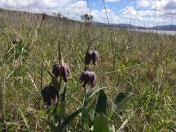 Image of checker lily