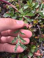 Image of Artemisia arctica