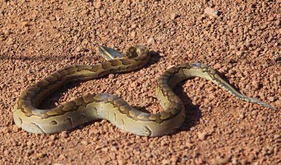 Image of African rock python