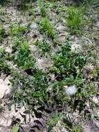 Image of pinewoods milkweed