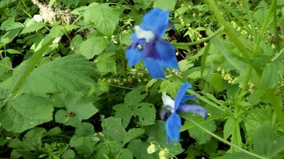 Imagem de Delphinium trolliifolium A. Gray