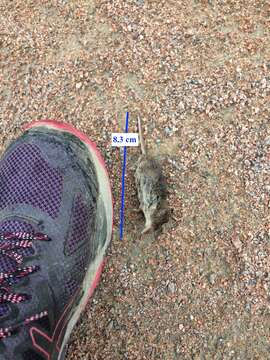 Image of Maritime Shrew