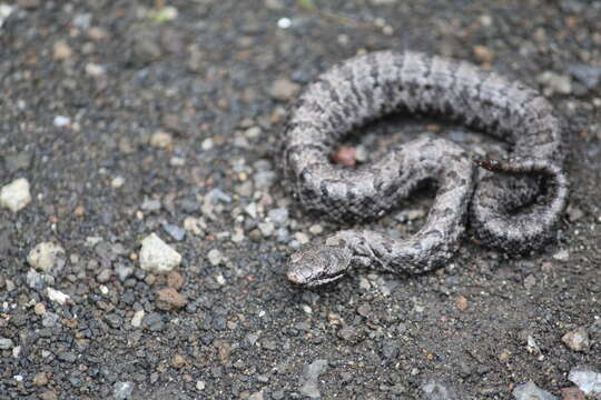 Image of Cross-banded Mountain Rattlesnake