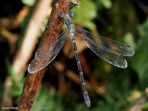 Image of Northern Spreadwing