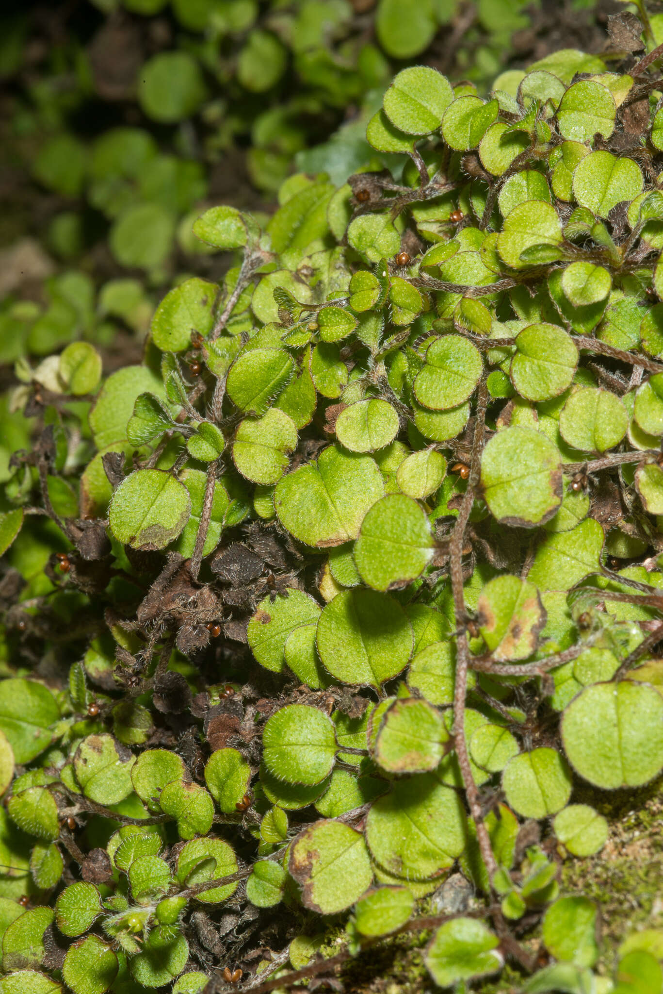 Imagem de Myosotis spathulata Forst. fil.