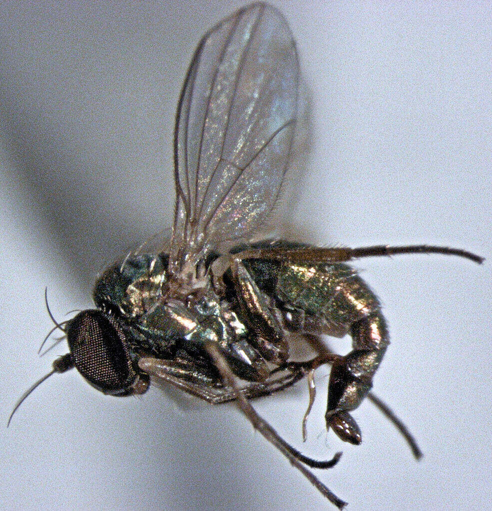 Image of Thrypticus arahakiensis Bickel 1991