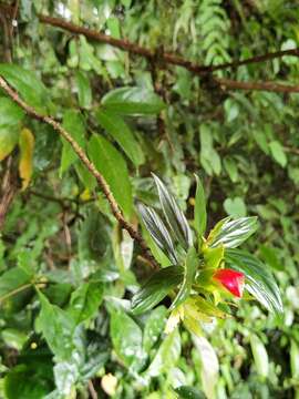 Image of Columnea lepidocaula Hanst.