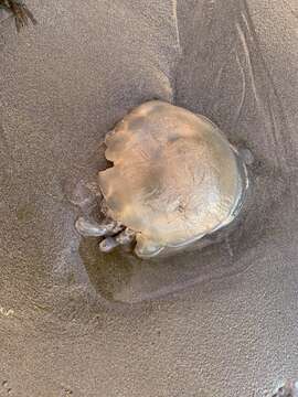 Image of barrel jellyfish