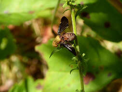 Image of Eurosta comma (Wiedemann 1830)