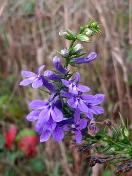 Image of Long-Leaf Lobelia