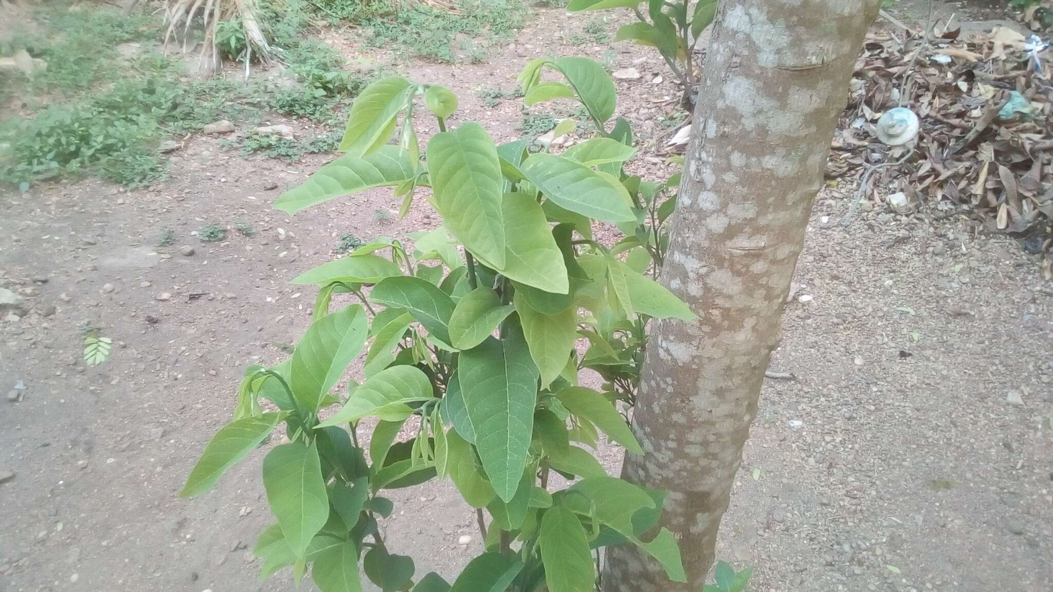 Image of sugar apple