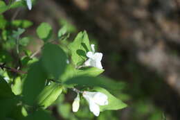 Image of Deutzia baroniana Diels