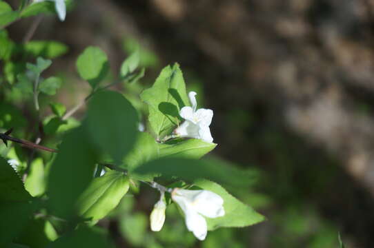 Image of Deutzia baroniana Diels