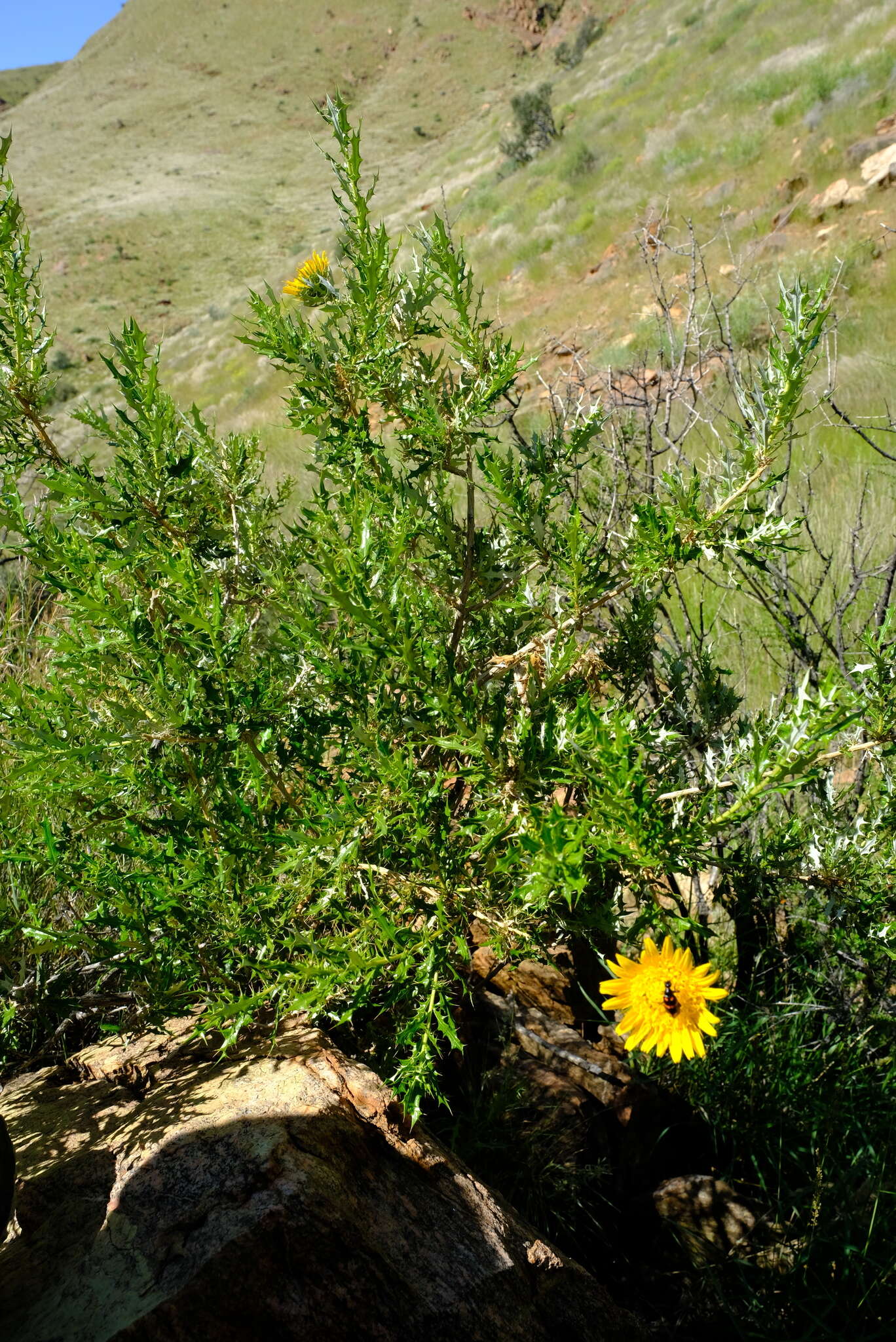 Image of Berkheya chamaepeuce (S. Moore) Roessler