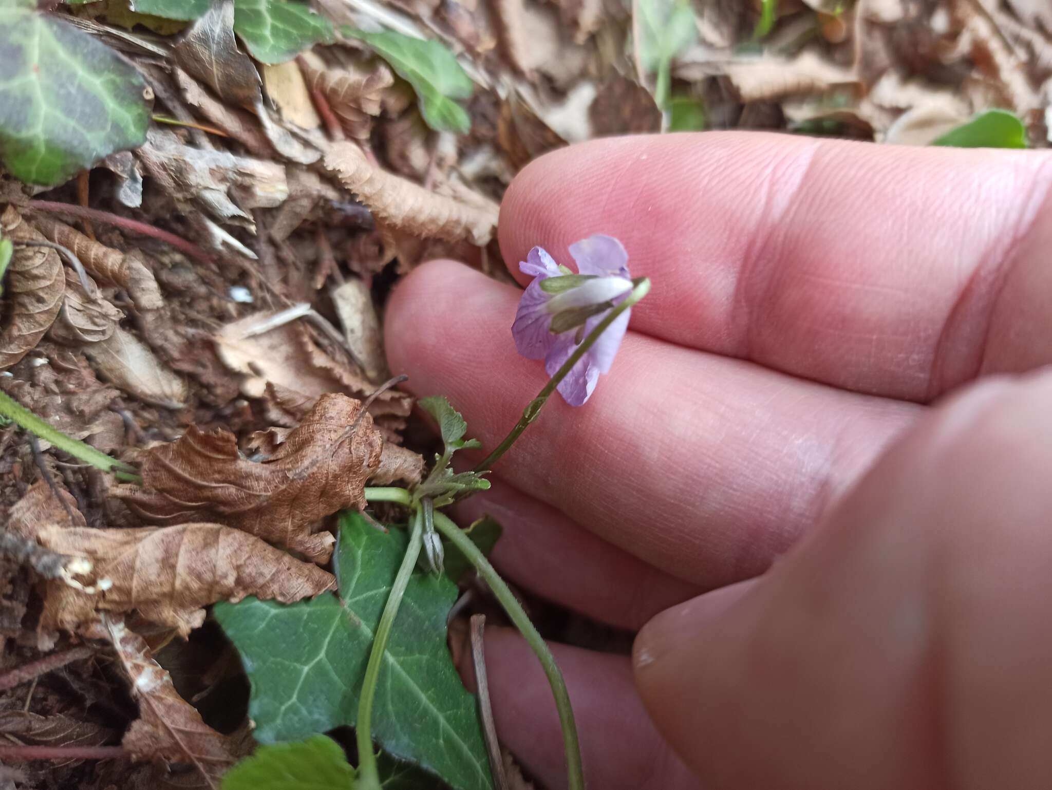 Image of Viola suavis subsp. austrodalmatica Mereda & Hodálová