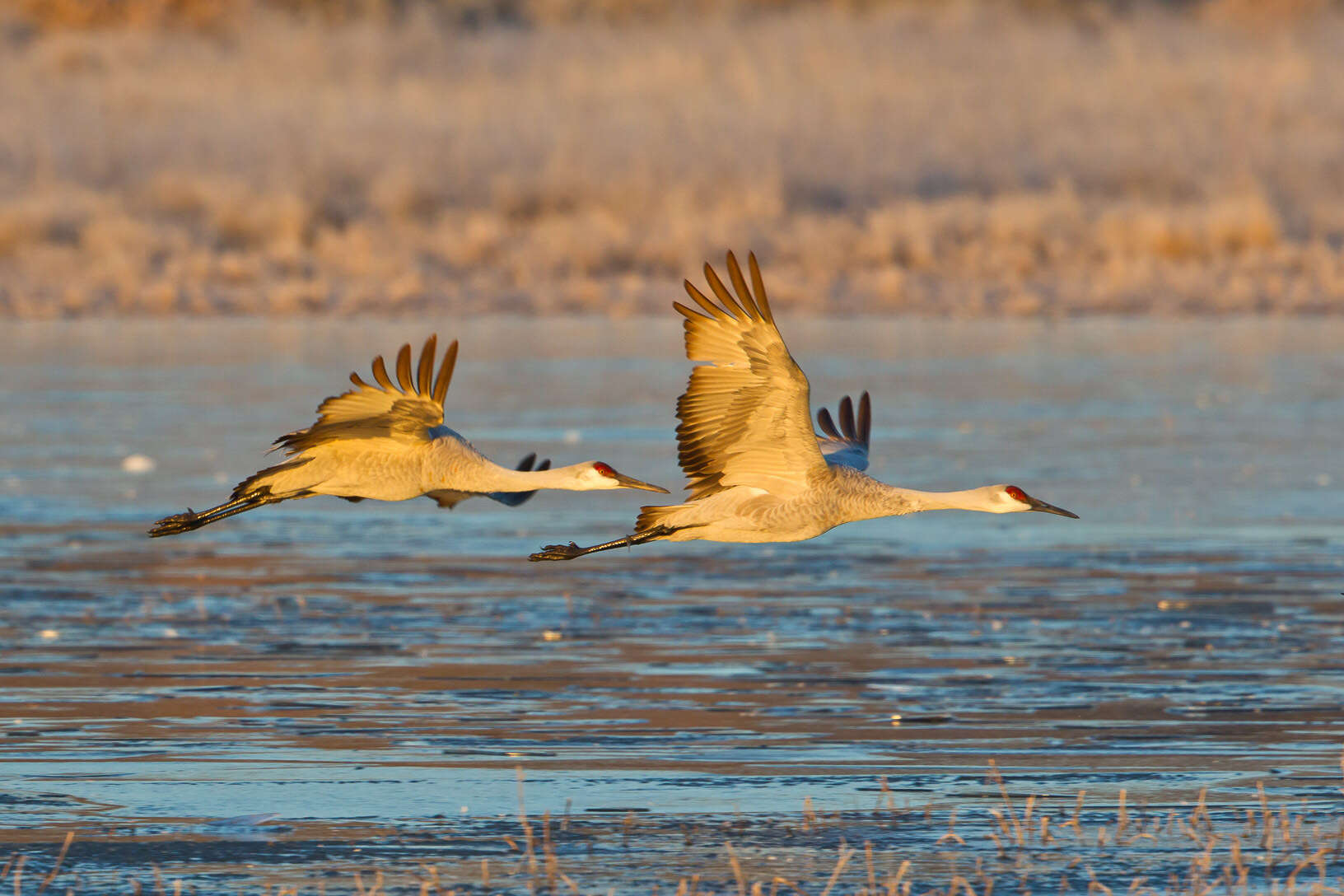 Image of Sandhill Crane