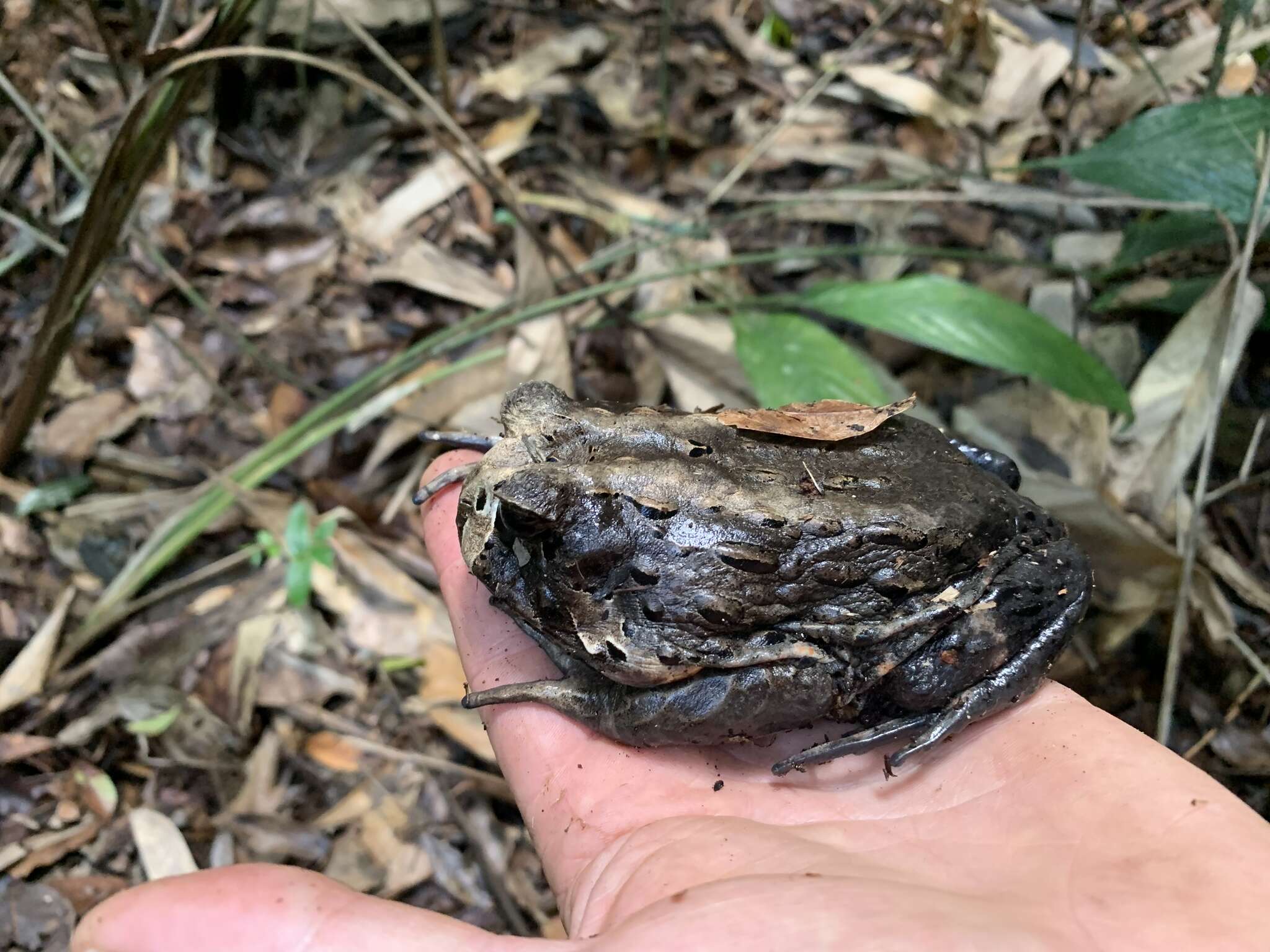 Image of Bahia Forest Frog