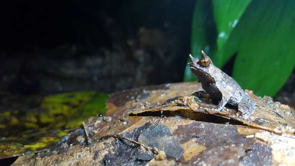 Image of Borneon Horned Frog