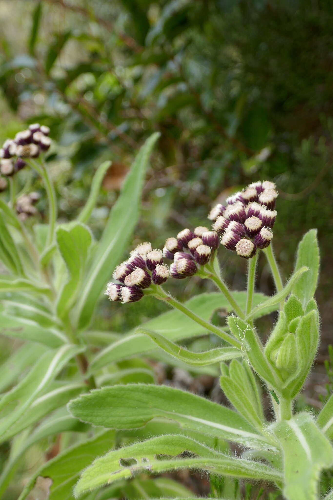 Image of Psiadia anchusifolia (Poir.) Cordem.