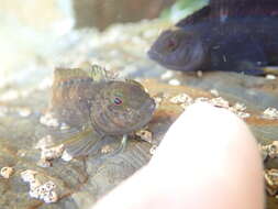 Image of Common Triplefin