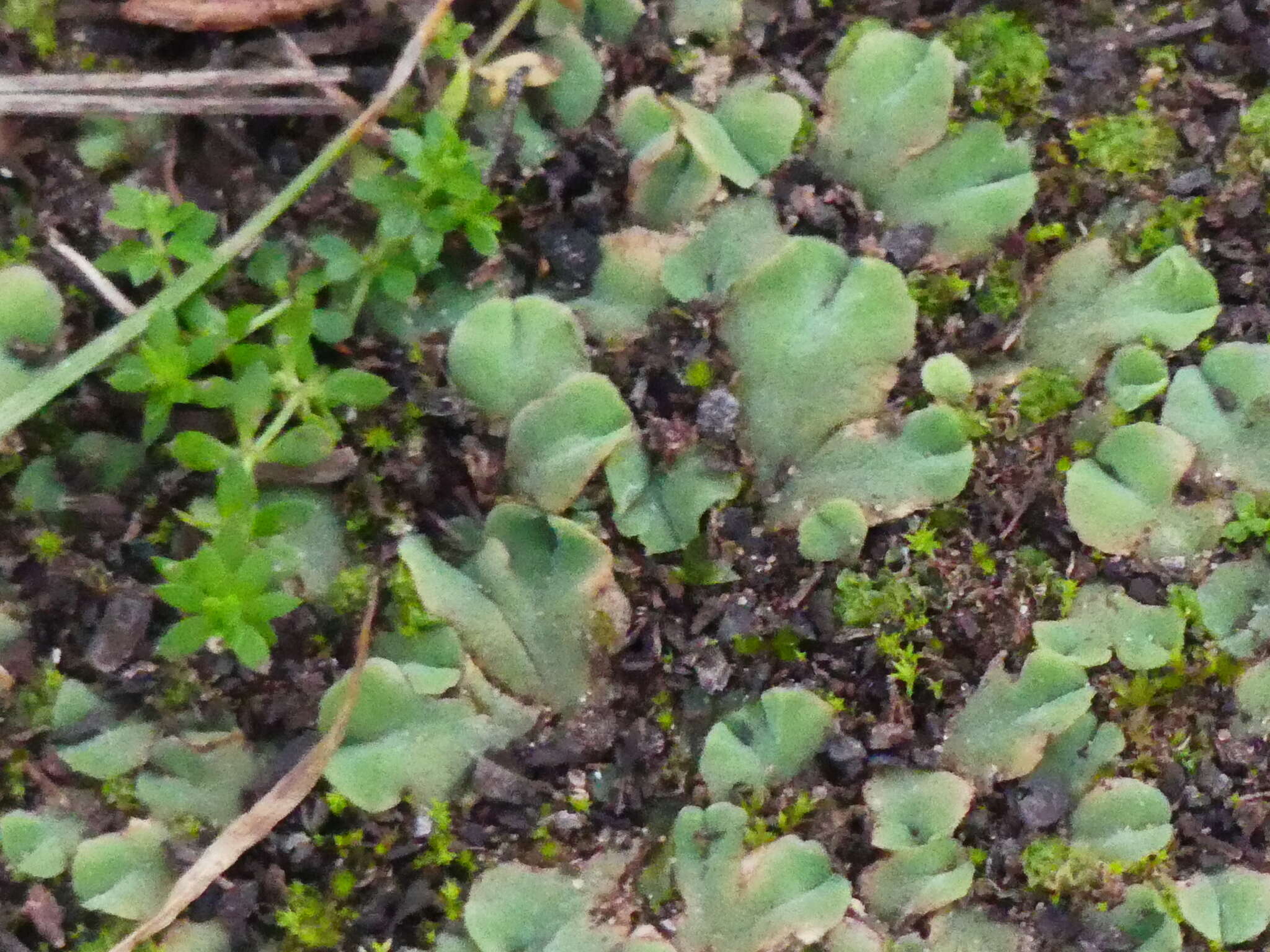 Sivun Riccia ciliifera Link kuva