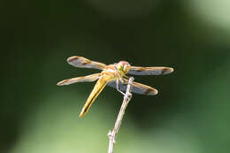 Image of Painted Skimmer