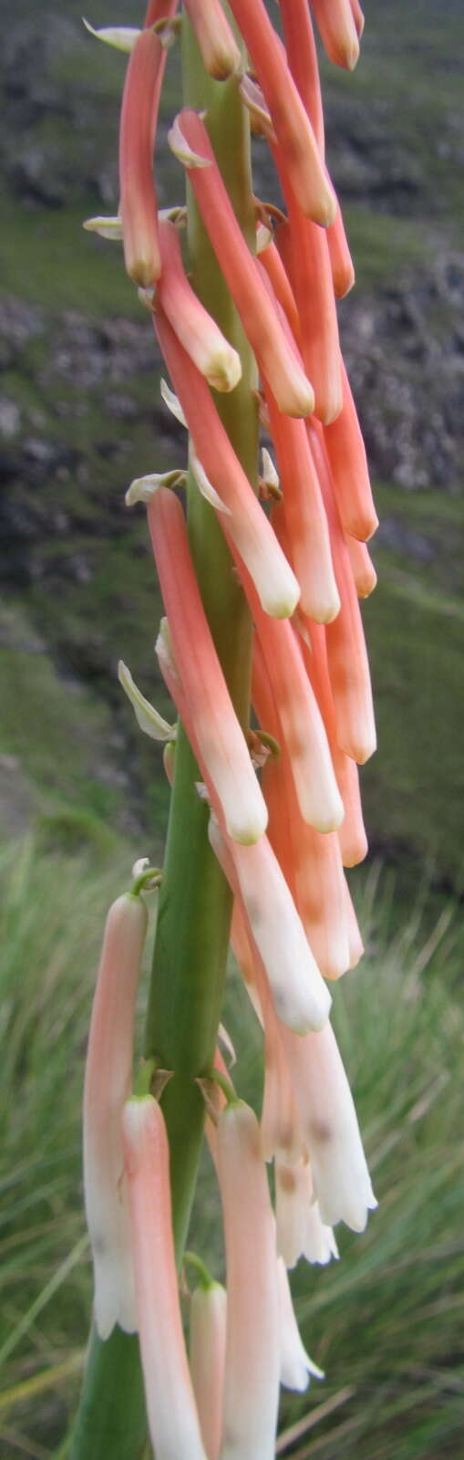 Image de Kniphofia angustifolia (Baker) Codd