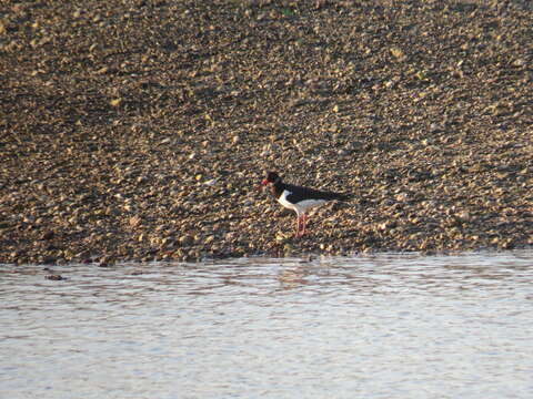 Image of oystercatcher, eurasian oystercatcher