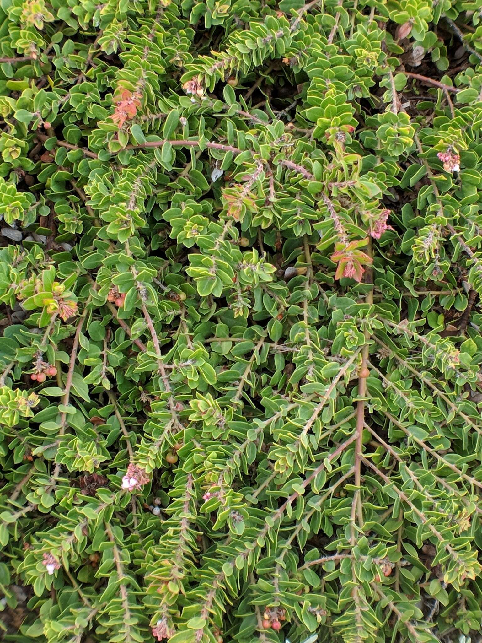 Sivun Arctostaphylos edmundsii Howell kuva