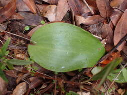 Image of Ojai fritillary