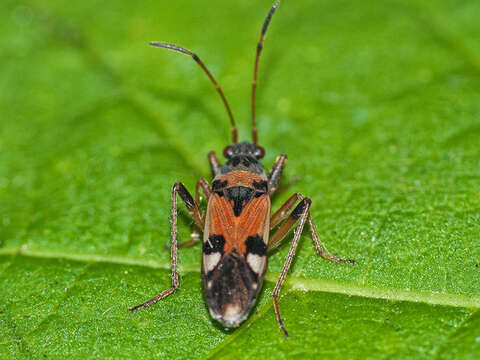 Image of Beosus quadripunctatus (Muller 1766)