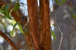 Image of Red-browed Treecreeper