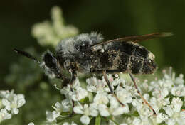 صورة Stratiomys longicornis (Scopoli 1763)