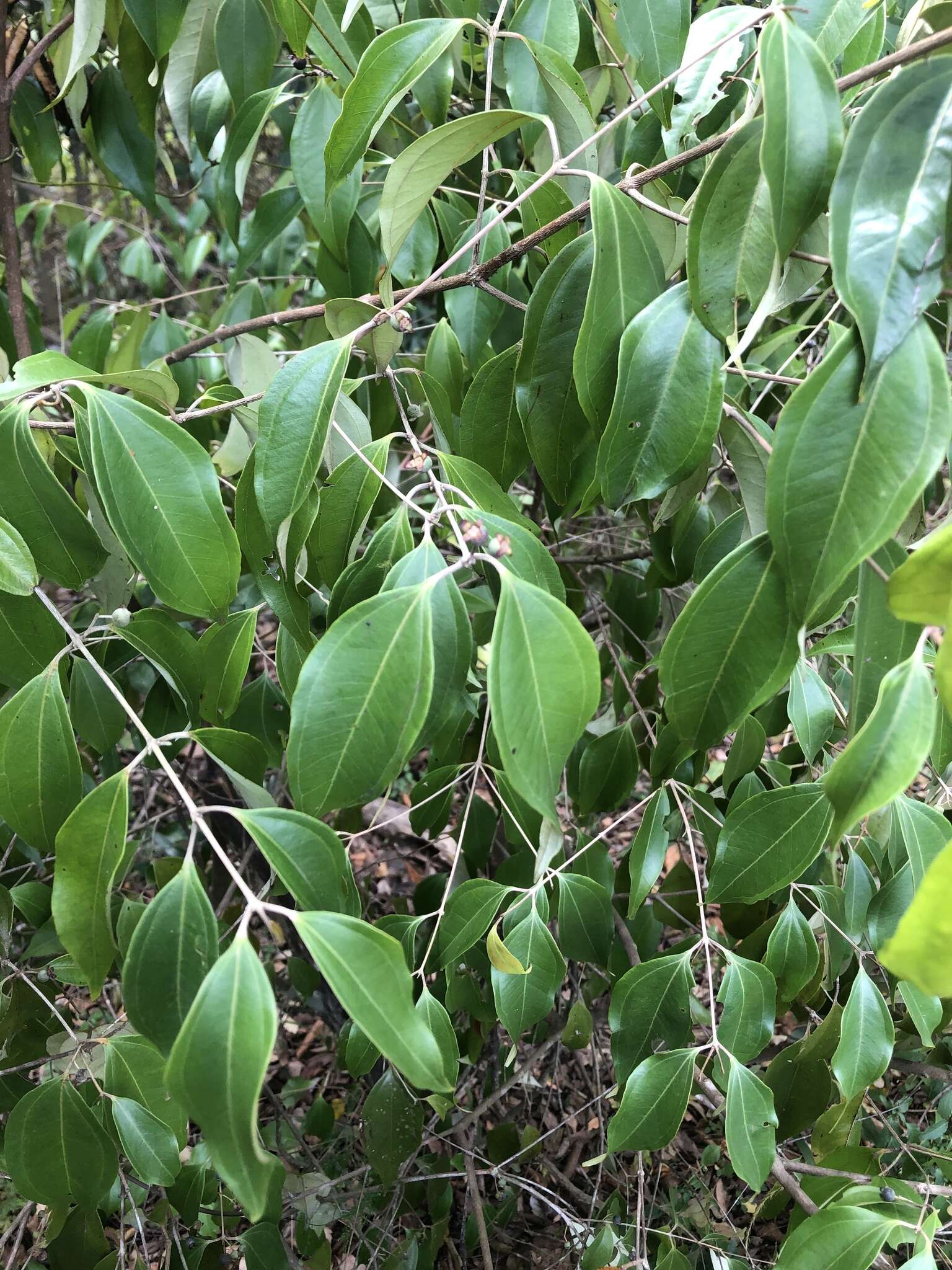 Image of Rhodamnia argentea Benth.