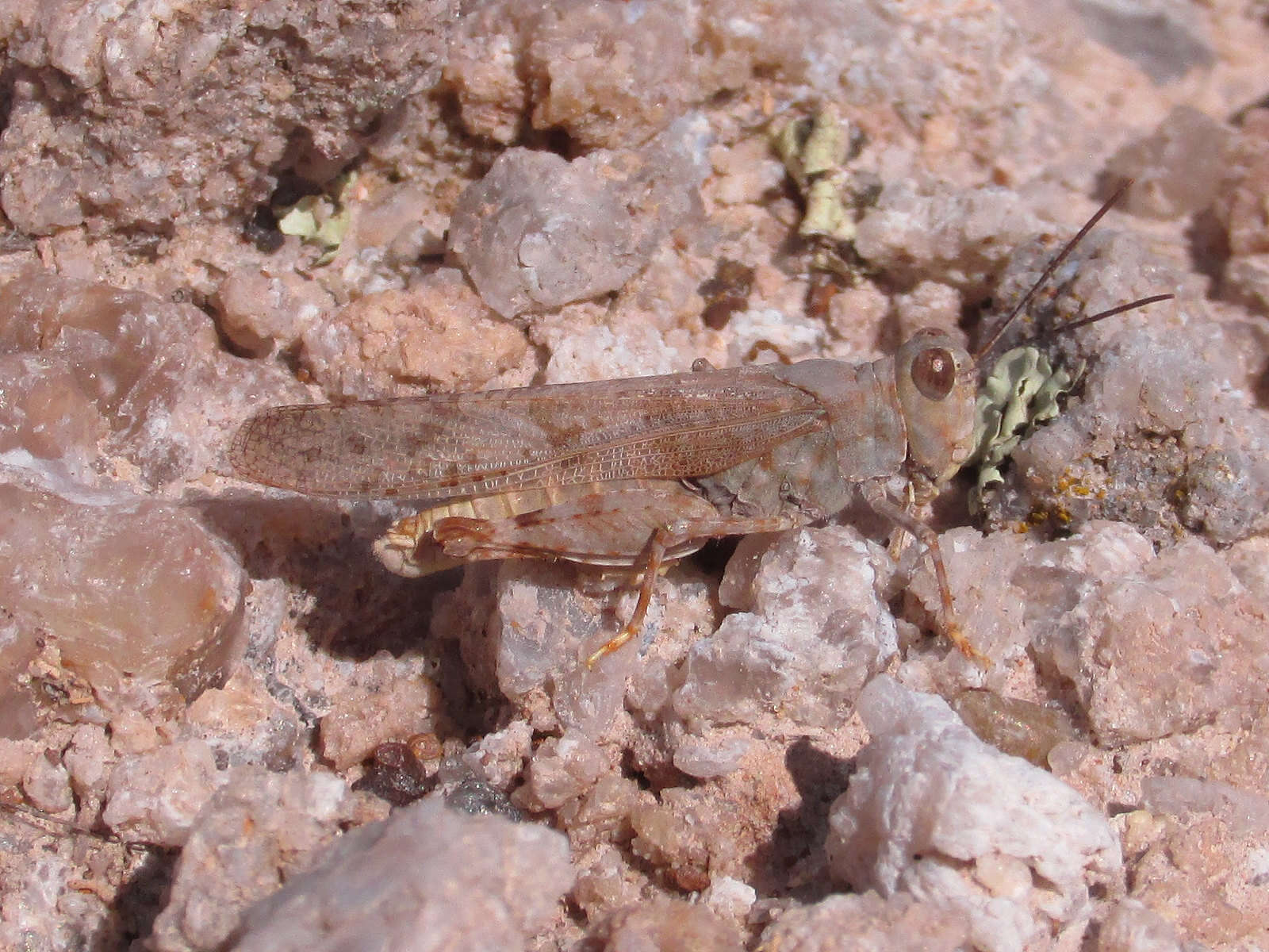 Trimerotropis sparsa (Thomas & C. 1875)的圖片