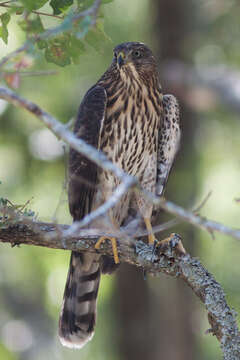 Image of Cooper's Hawk