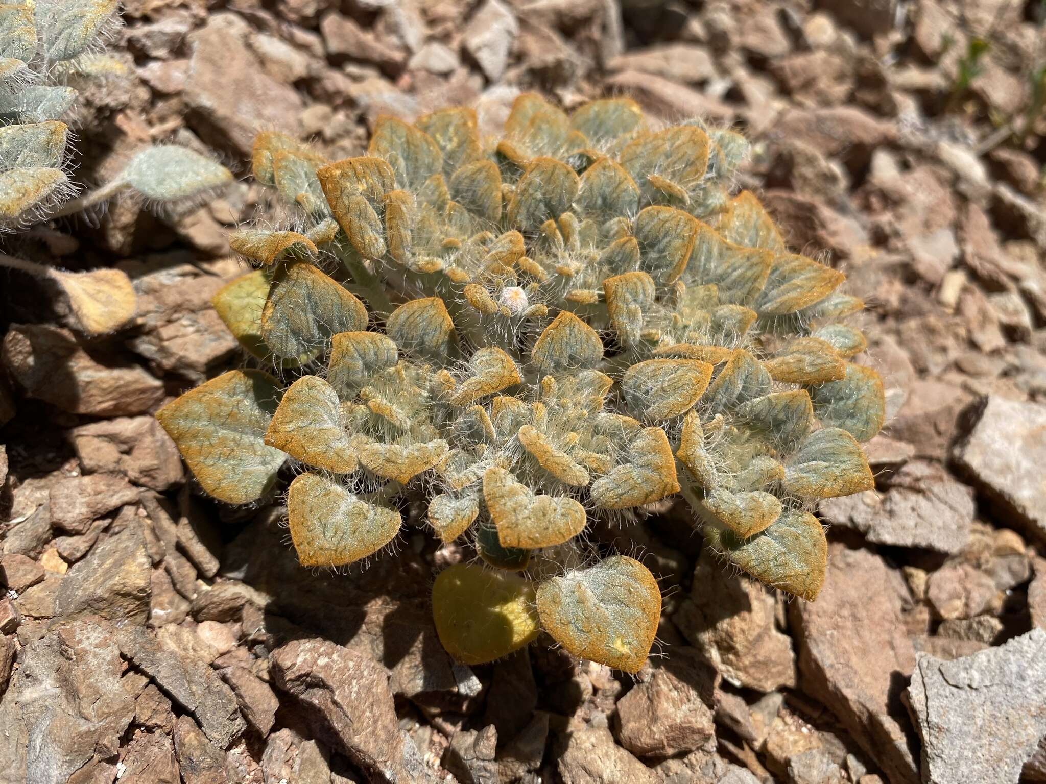 Image of hairybeast turtleback