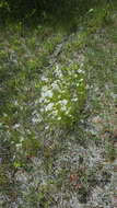 Image of alpine bulrush