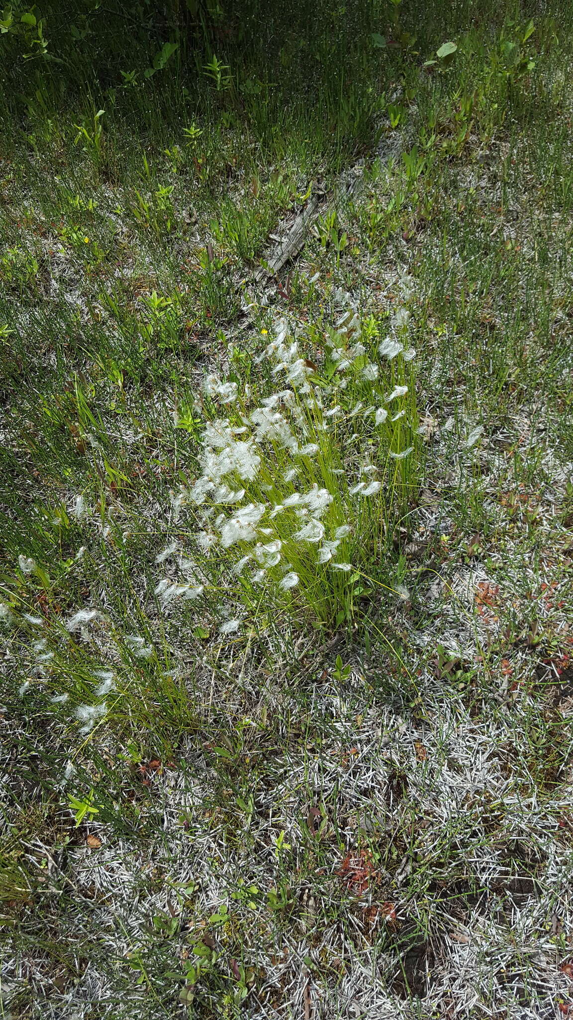 Image of alpine bulrush