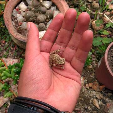 صورة Gastrotheca marsupiata (Duméril & Bibron 1841)