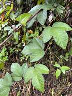 Image of Passiflora coactilis (Mast.) Killip